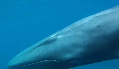 人类首次拍到角岛鲸:生存状况至今成谜 盘点全球罕见物种