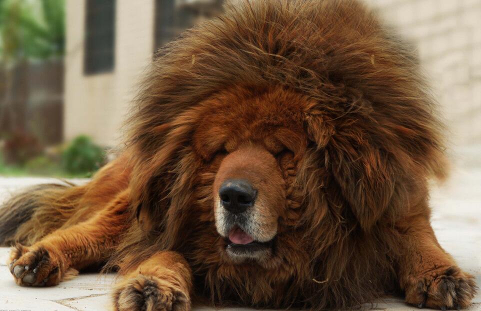 藏獒第一次见狮子,结局很悲剧.