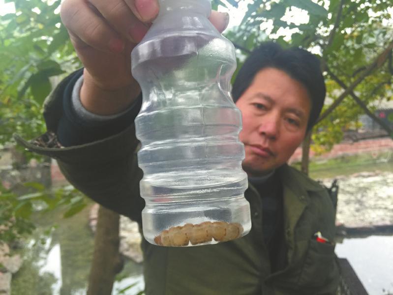 一只长约7厘米的"蚁后"被成功活捉