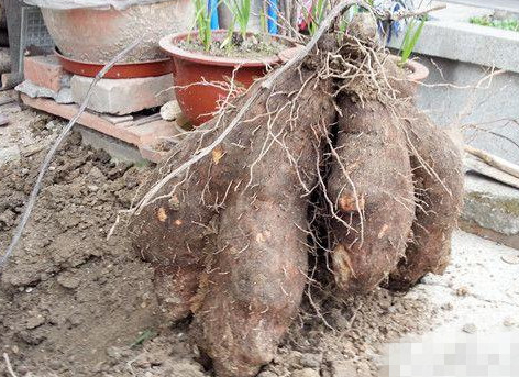 成都66岁老人在自家花台挖出18斤重脚板苕