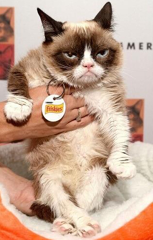 "不爽猫"神表情再度来袭 比比看哪个更"不爽"