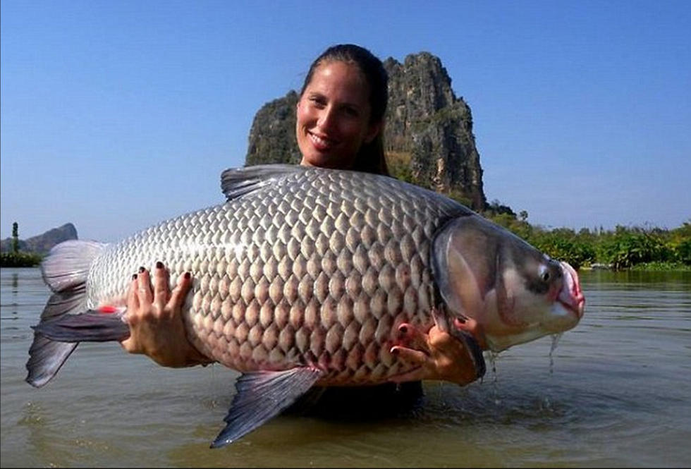 泰国天然湖泊盛产巨型鲤鱼 重达180斤