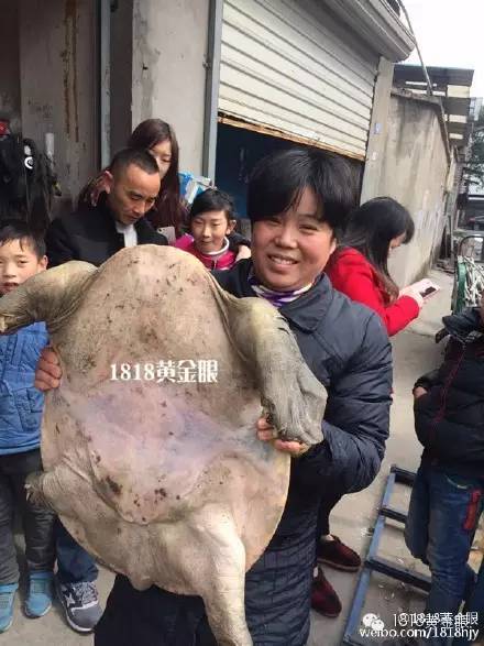 钱塘江里捞出一个40斤的"大家伙 究竟是鳖还是鼋?