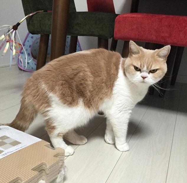 日本"生气猫"蹿红网络 天生一副怒气冲冲相貌
