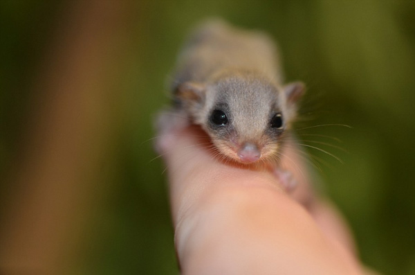 澳动物园成功培育出羽尾袋鼯 出生时仅半粒米大