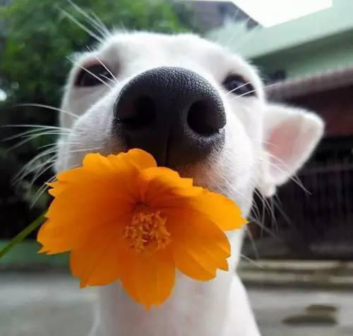 泰国最近在网上很火的这只狗狗叫euro,长相普通,品种也不名贵.