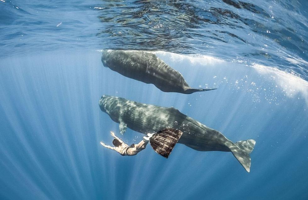 惊险!法国38岁潜水女郎与鲸鱼群共舞40小时