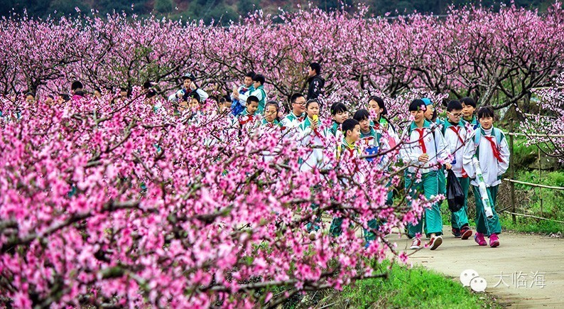 白水洋桃花节时间图片