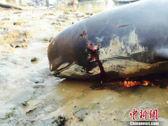 福建泉州江豚搁浅:现场图曝光 死因揭秘