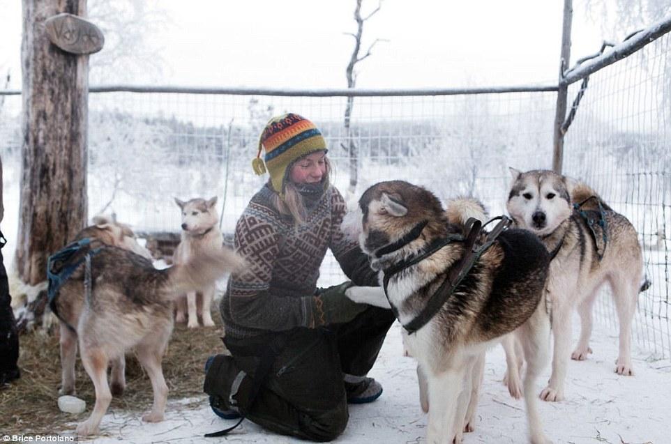 芬兰女子前往北极圈荒野生活 与85只爱斯基摩犬相伴