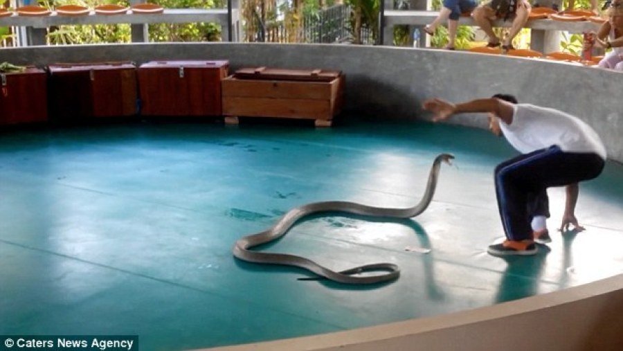 普吉岛表演现场 眼镜蛇突然窜入人群