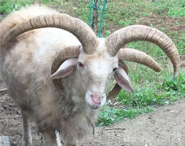 南京珍珠泉后山现罕见五角羊引围观