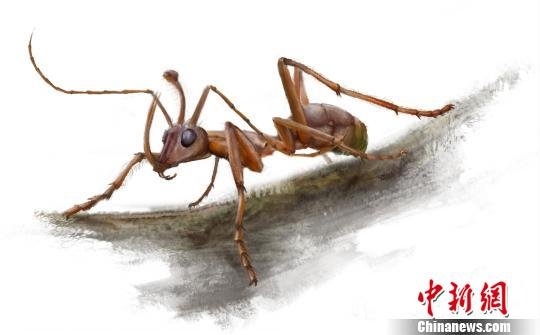 中国发现亿年前独角蚁 头长犄角系蚂蚁首例惊呆专家