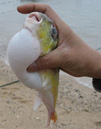 广东河涌剧毒小鱼1克毒液值200万