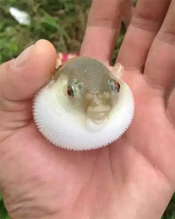 广东河涌剧毒小鱼1克毒液值200万