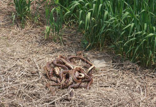 热水器故障现花蛇 家中遇到蛇该如何处理