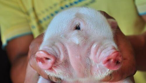 越南一母猪产下怪异小猪:一头二身 4个鼻孔