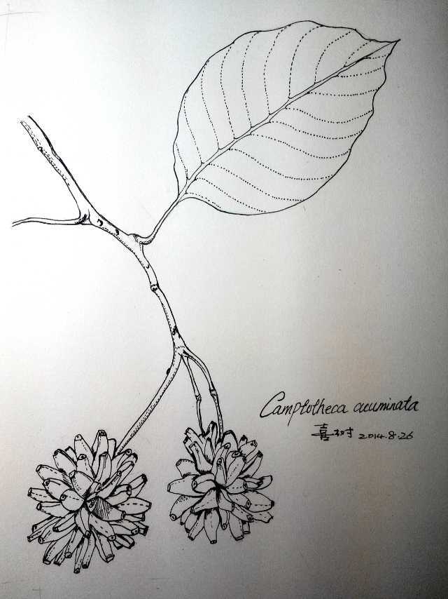 赞!台州公务员手绘彩图走红网络