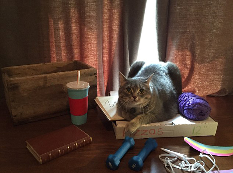 神还原!法国宠物猫模仿动画表情惟妙惟肖