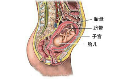 产后胎盘做胶囊:大补神药还是伪科学?