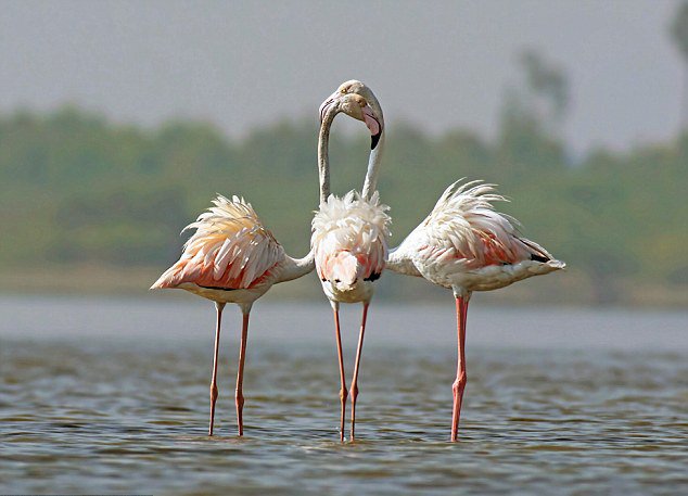 双头马无头鹅 摄影师抓拍动物错位图惊呆网友