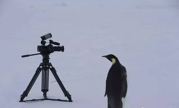 南极自拍图片