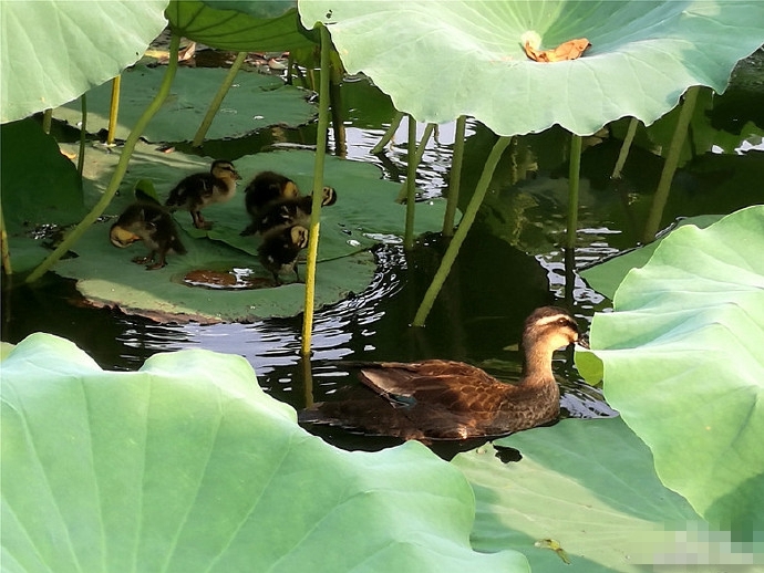西湖荷叶上惊现可爱的鸭宝宝