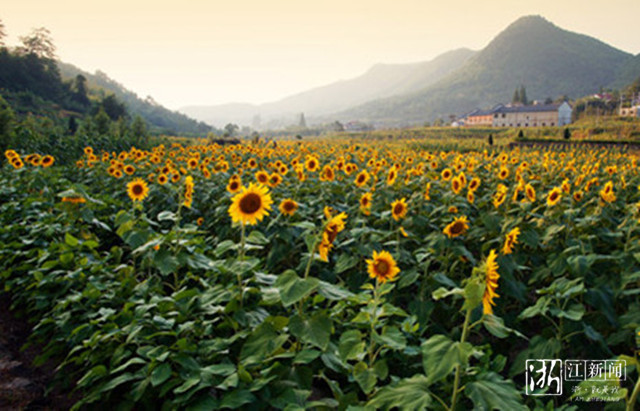 鄣吴镇景坞村稻田