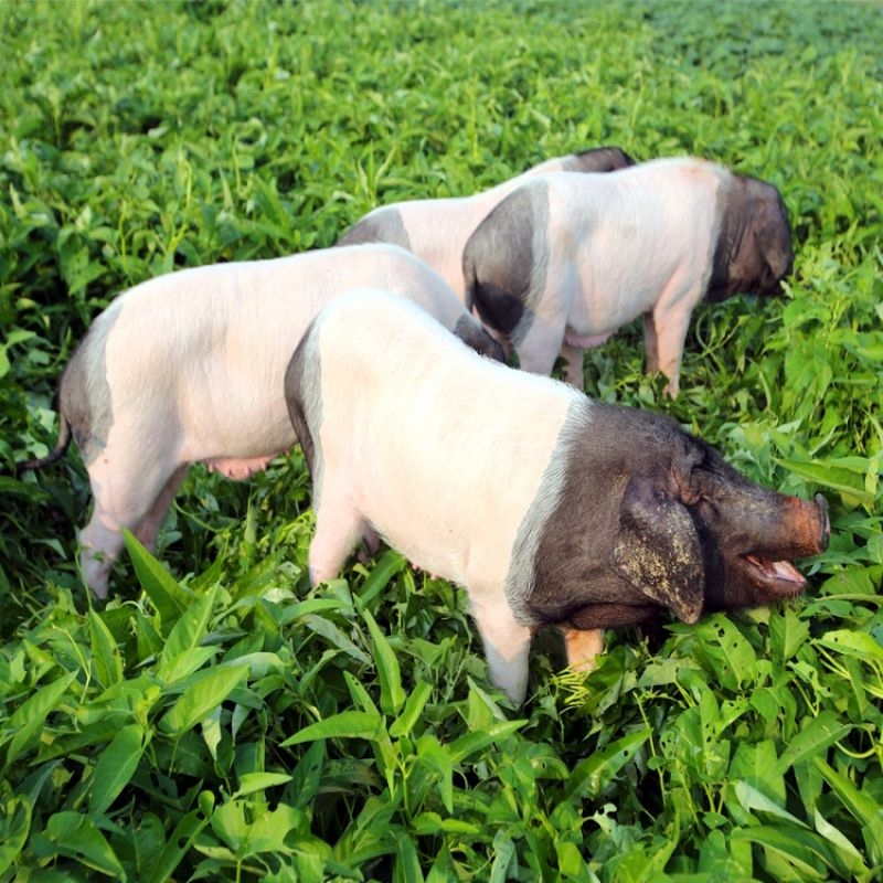 刚下峰会餐桌又上央视七套 金华的"熊猫猪"红了