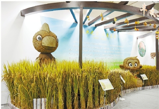 高大上的土猪肉,最好吃的稻米 舌尖上的精彩等你来