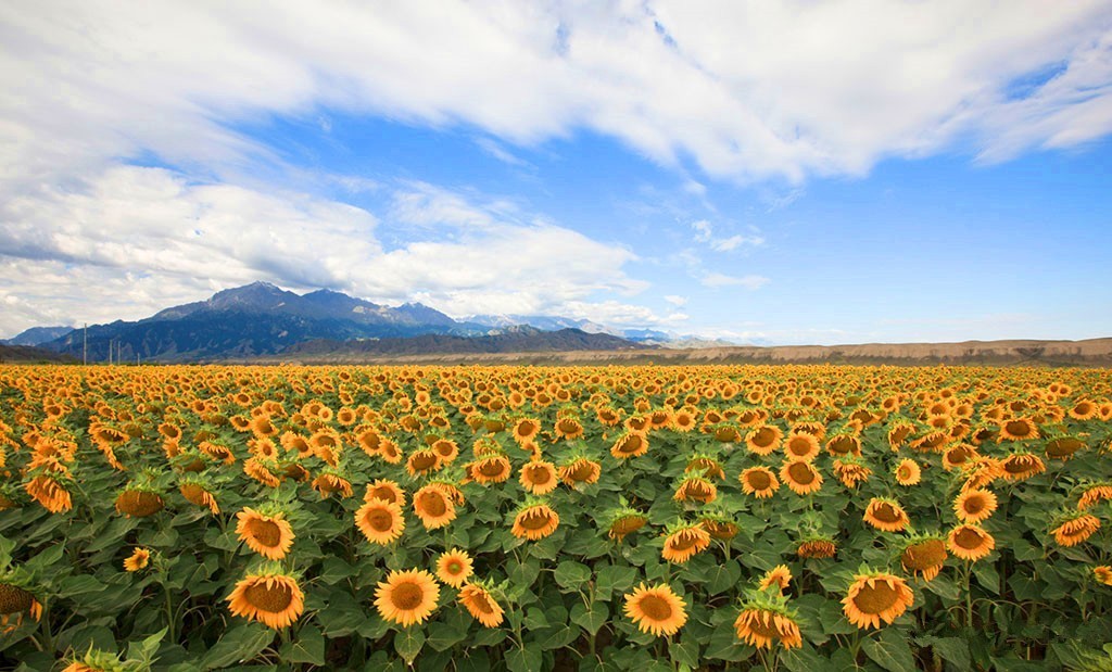 如果上帝有座后花园 定是新疆春夏花海的模样 - 手机新蓝网
