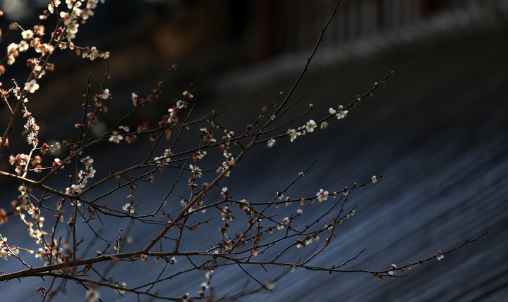 初春 去国清寺与隋梅来场邂逅