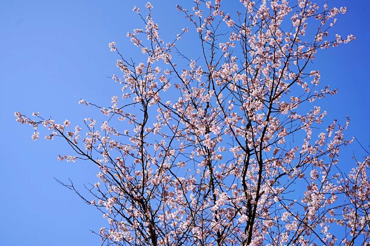 建德三都八亩丘 野樱花美翻了