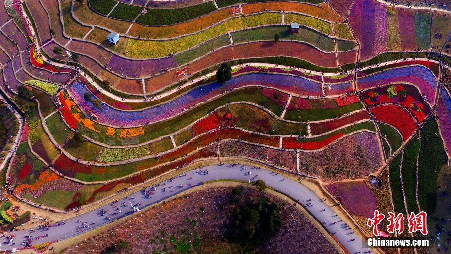 航拍江西新余植物园郁金香花海