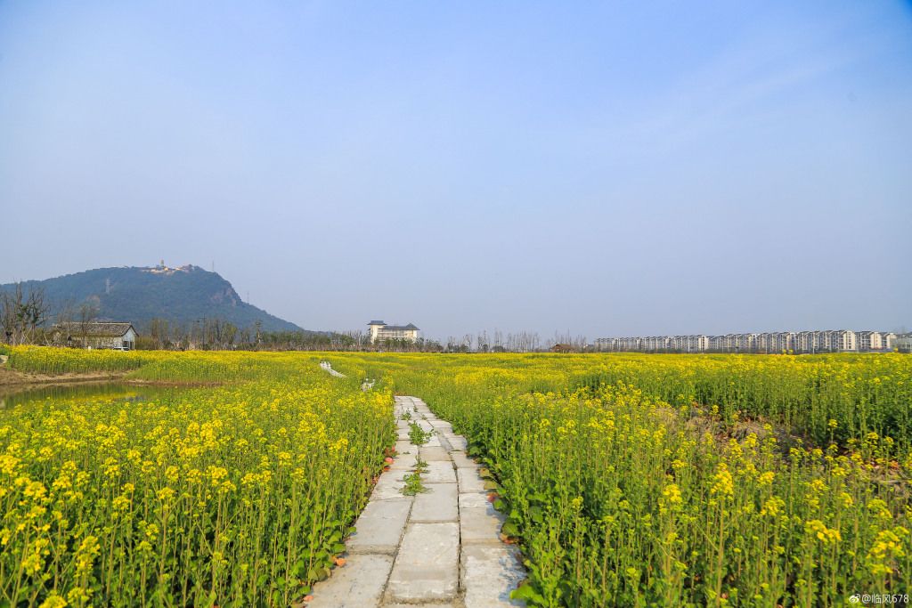 蕭山湘湖400多畝油菜花盛開(1/10)