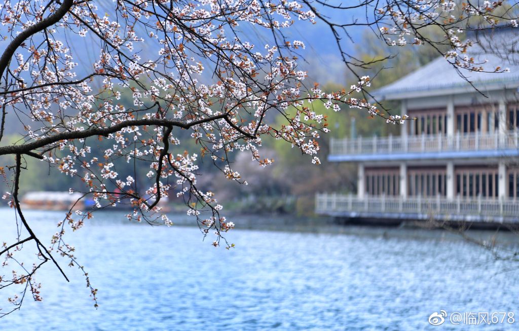 杭州苏堤桃花盛开美不胜收(1/9)