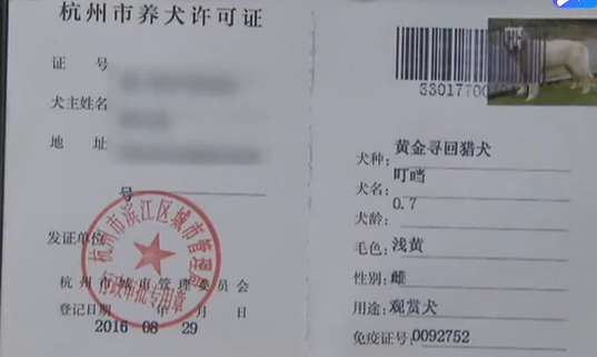 金毛犬长大毛色会变深?原来这狗狗的"身份证"是借的