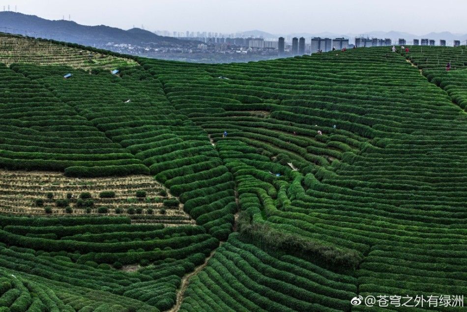 杭州龍塢茶園茶香滿山(1/9)