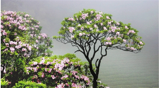 天台杜鹃花节时间图片