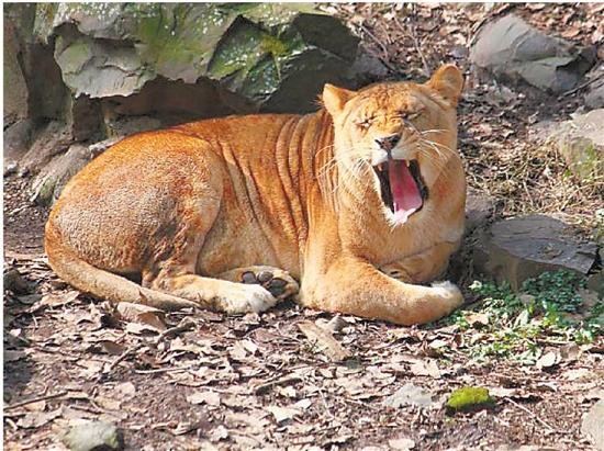 杭州動物園要招4名大型動物飼養員 你想不想去試試