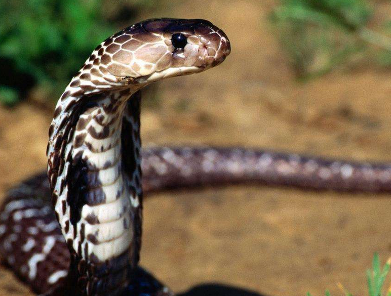 海南乐东查获被贩卖的3条眼镜王蛇,18条眼镜蛇