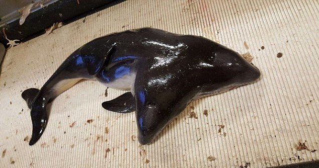 荷兰渔民意外发现全球首只双头鼠海豚