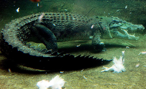 广西柳州市民捞到一条鳄鱼 疑有人当宠物养后丢弃