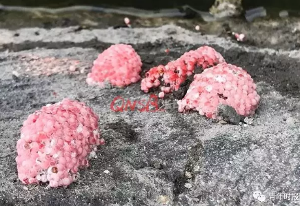 杭州一河道现大量粉色福寿螺卵 有还人把螺带回了家