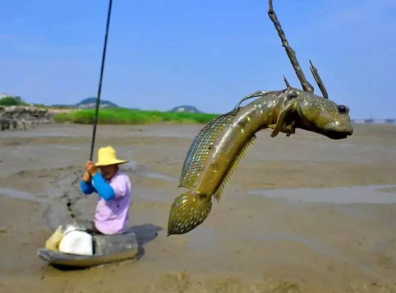 近年来,三门成功打响一批知名区域品牌,青蟹,缢蛏,望潮和跳跳鱼都已