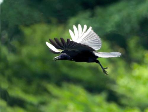翅膀一半白一半黑的鸟图片