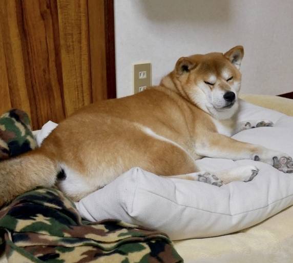 微笑天使柴犬,躺下后散发着肥胖又颓唐的中老年气息