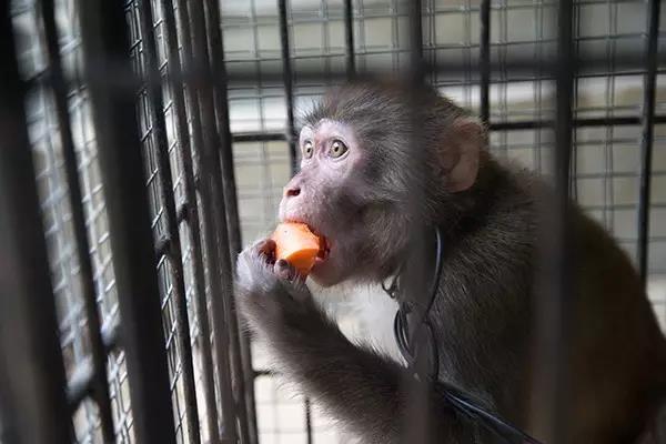 杭州皮猴已安家 但被非法私养的猴子或超100只
