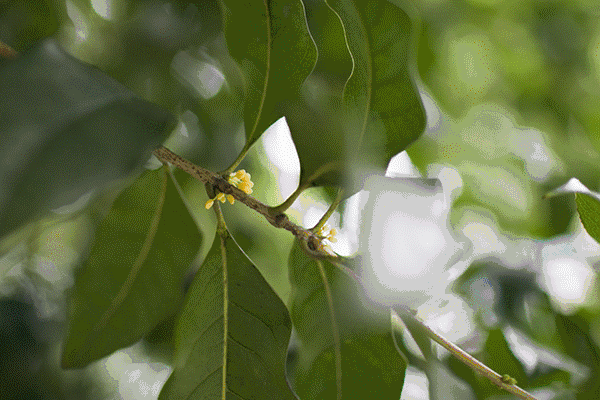 今天的杭州"天气好热"和"桂花好香"?冷空气要来了!