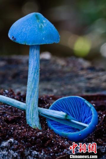 云南省勐宋乡发现蓝色蘑菇新品种 "蓝瘦香菇"家族添新成员